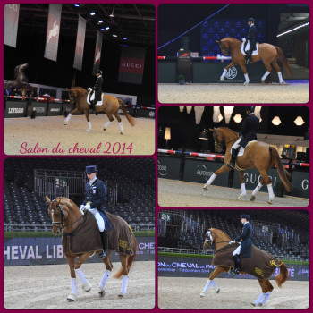 Salon du cheval Paris